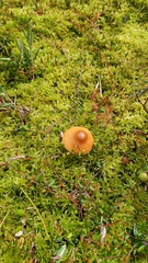 Galerina tibiicystis