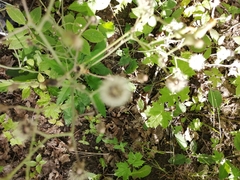 Hieracium sylvularum