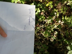 Hieracium sylvularum