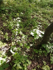 Hieracium sylvularum