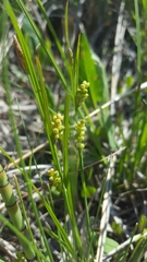 Carex aurea