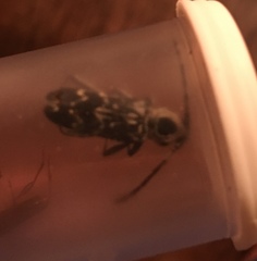 Sarosesthes fulminans