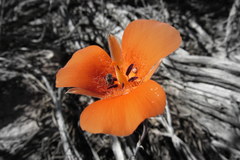 Calochortus kennedyi