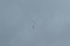 Columba livia domestica