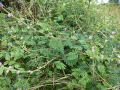 Mimosa diplotricha