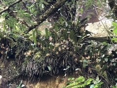 Bulbophyllum affine