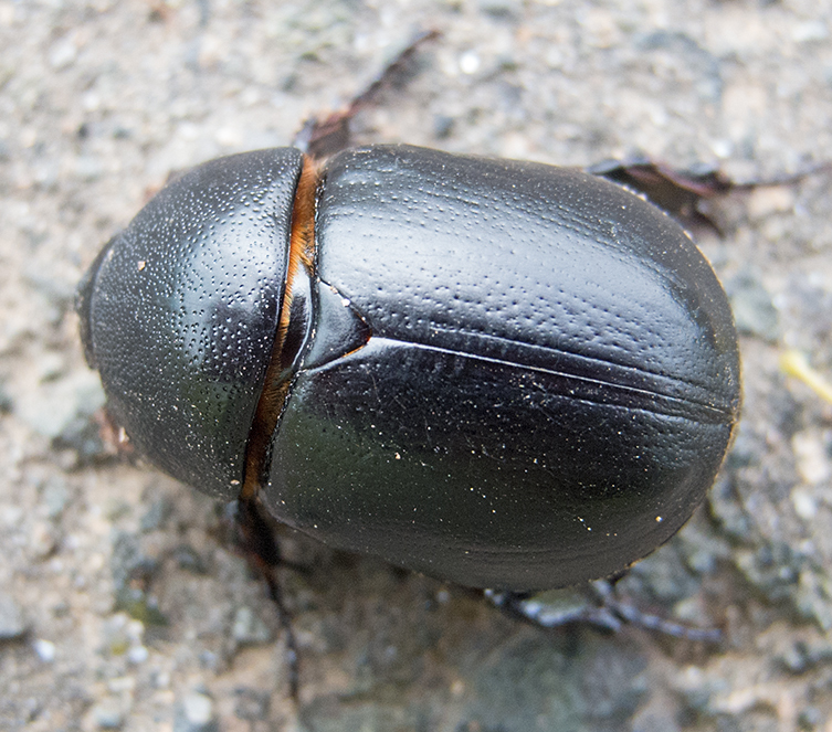 Pentodon bidens punctatus