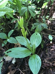 Liparis sootenzanensis