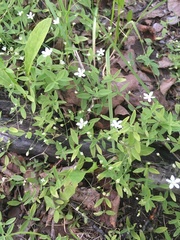 Moehringia