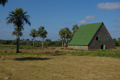 Colpothrinax wrightii