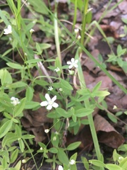 Moehringia