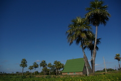 Colpothrinax wrightii