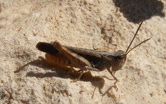 Omocestus raymondi