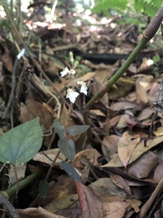 Odontochilus yakushimensis