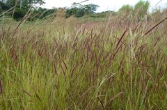 Cenchrus polystachios