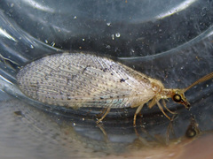 Hemerobius simulans