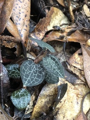 Anoectochilus formosanus