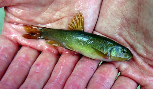 Cutlips minnow (Exoglossum maxillingua) — Cyprinidae — 3