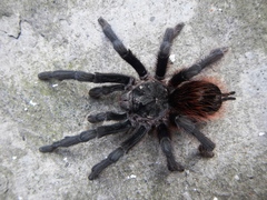 Dugesiella anitahoffmannae