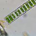 Desmidium baileyi - Photo (c) enorman22, algunos derechos reservados (CC BY-NC)