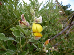 Crotalaria lachnosema