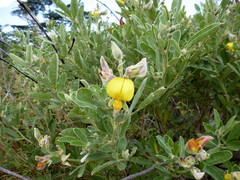 Crotalaria lachnosema