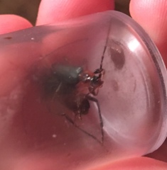 Phymatodes testaceus
