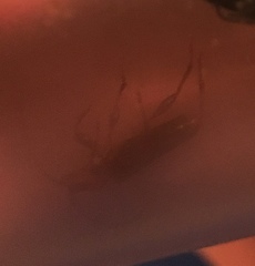 Phymatodes testaceus