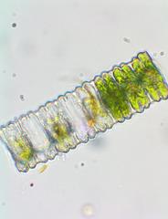 Desmidium