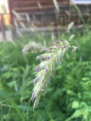 Leymus innovatus