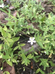 Moehringia