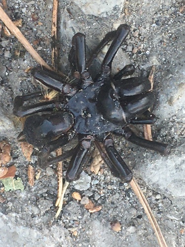 Atypus piceus