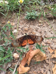 Acraea neobule neobule