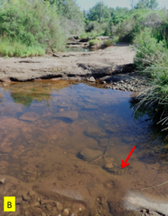 Staurastrum furcigerum