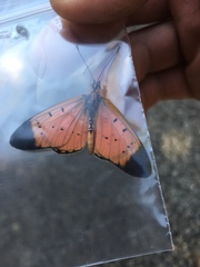 Acraea caldarena