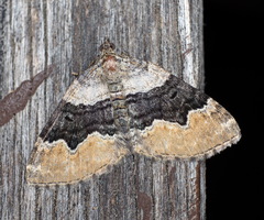 Xanthorhoe quadrifasiata