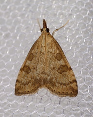 Udea elutalis
