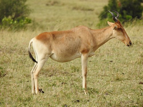 Hartebeest