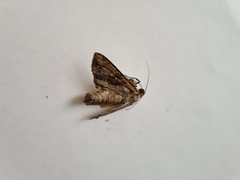 Apamea monoglypha