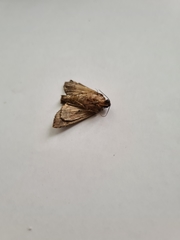 Apamea monoglypha