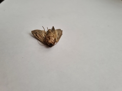 Apamea monoglypha
