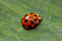 Coelophora inaequalis