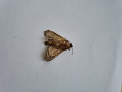 Apamea monoglypha