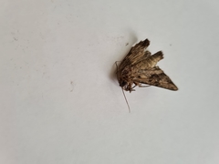 Apamea monoglypha