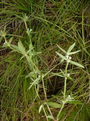 Spermacoce stachydea