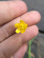 Ranunculus uncinatus