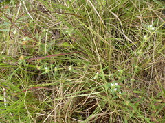 Spermacoce stachydea