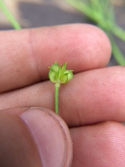 Ranunculus uncinatus