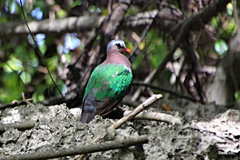 Chalcophaps indica natalis
