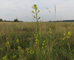 Sisymbrium polymorphum